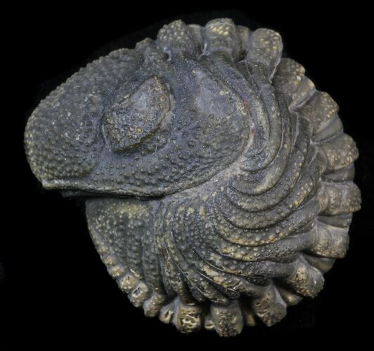 Bumpy Enrolled Morocops (Phacops) Trilobite #39457